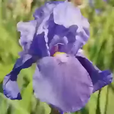 Blue Rhythm